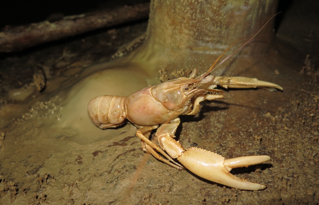 lightbox nachytano.cz