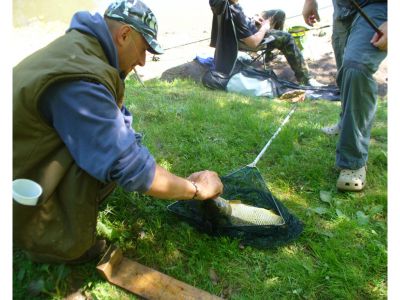 Bělský kapr 2009